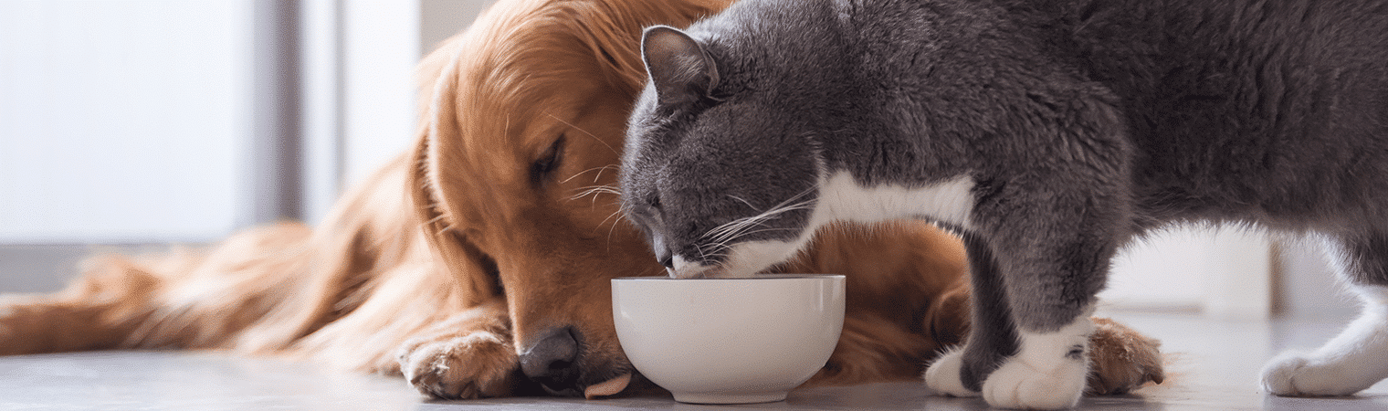 Pet Sector | Capstone Partners